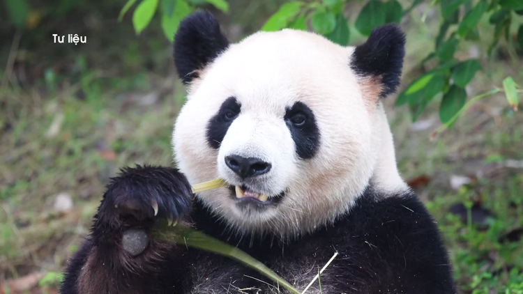 Trung Quốc gửi cặp gấu trúc mới đến Mỹ