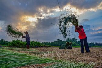 Giữ nhịp nghề quê bên vàm Nhựt Tảo