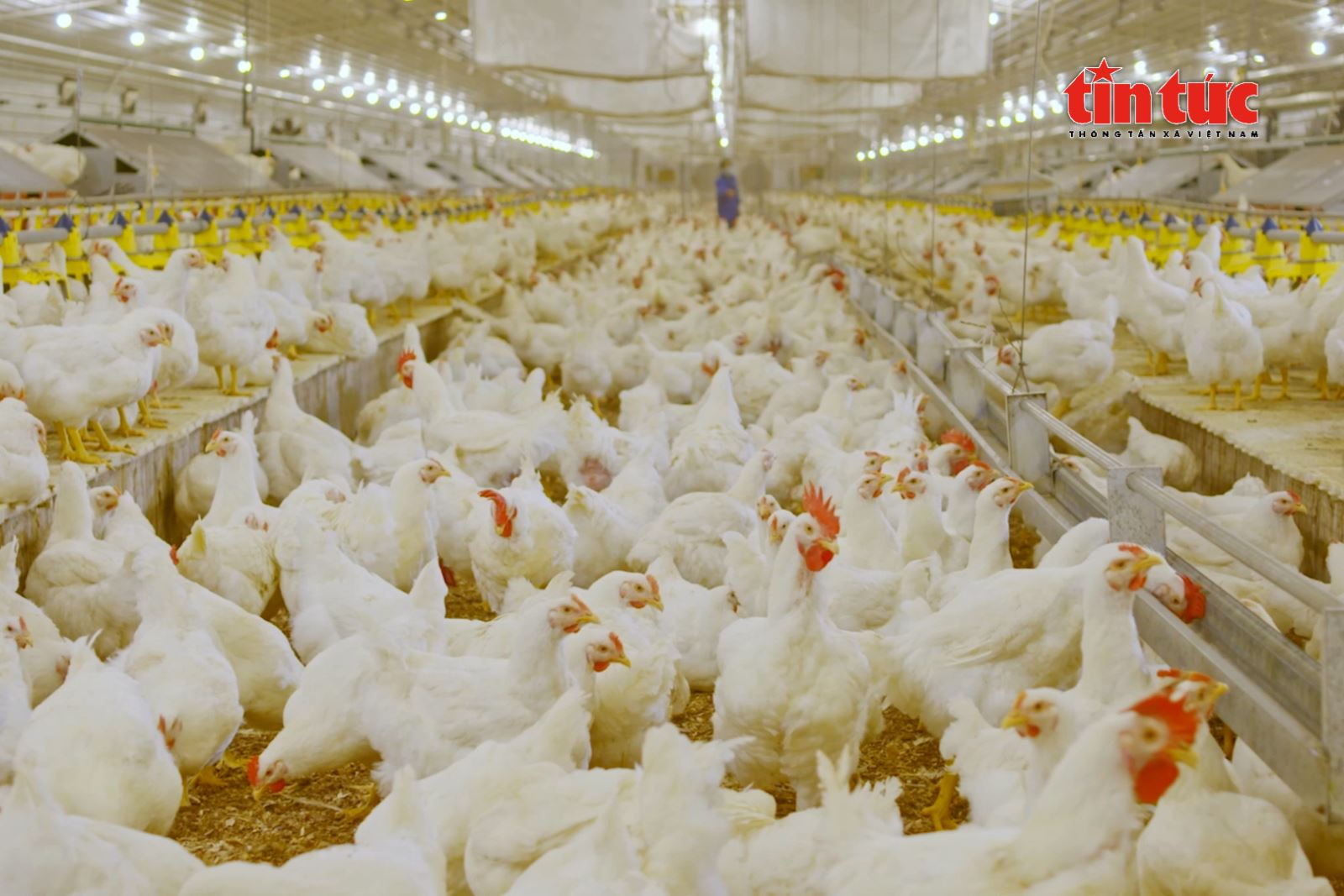 Ứng dụng khoa học công nghệ tạo đòn bẩy cho ngành chăn nuôi Việt Nam