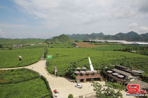 Cao nguyên Mộc Châu - Điểm đến lý tưởng cho kỳ nghỉ lễ năm nay