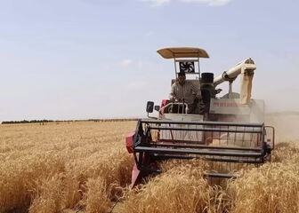 Ai Cập thử nghiệm thành công trồng lúa mỳ bằng nước mặn