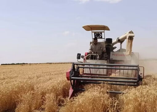 Ai Cập thử nghiệm thành công trồng lúa mỳ bằng nước mặn