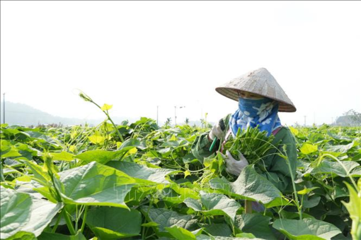 Liên kết theo chuỗi, nâng tầm giá trị nông sản