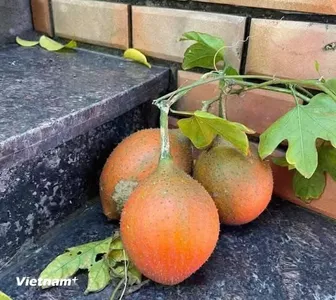 Khám phá quả gấc - “siêu thực phẩm” của người Việt