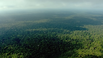 Tín hiệu tích cực trong việc bảo vệ rừng nhiệt đới toàn cầu