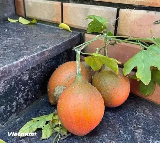 Khám phá quả gấc - “siêu thực phẩm” của người Việt