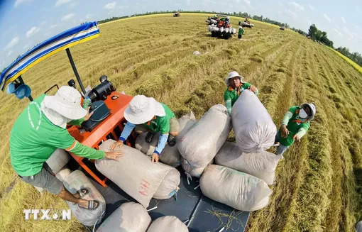 Nông sản Việt Nam: Phát triển theo chuỗi giá trị, nâng tầm vị thế trên bản đồ thế giới