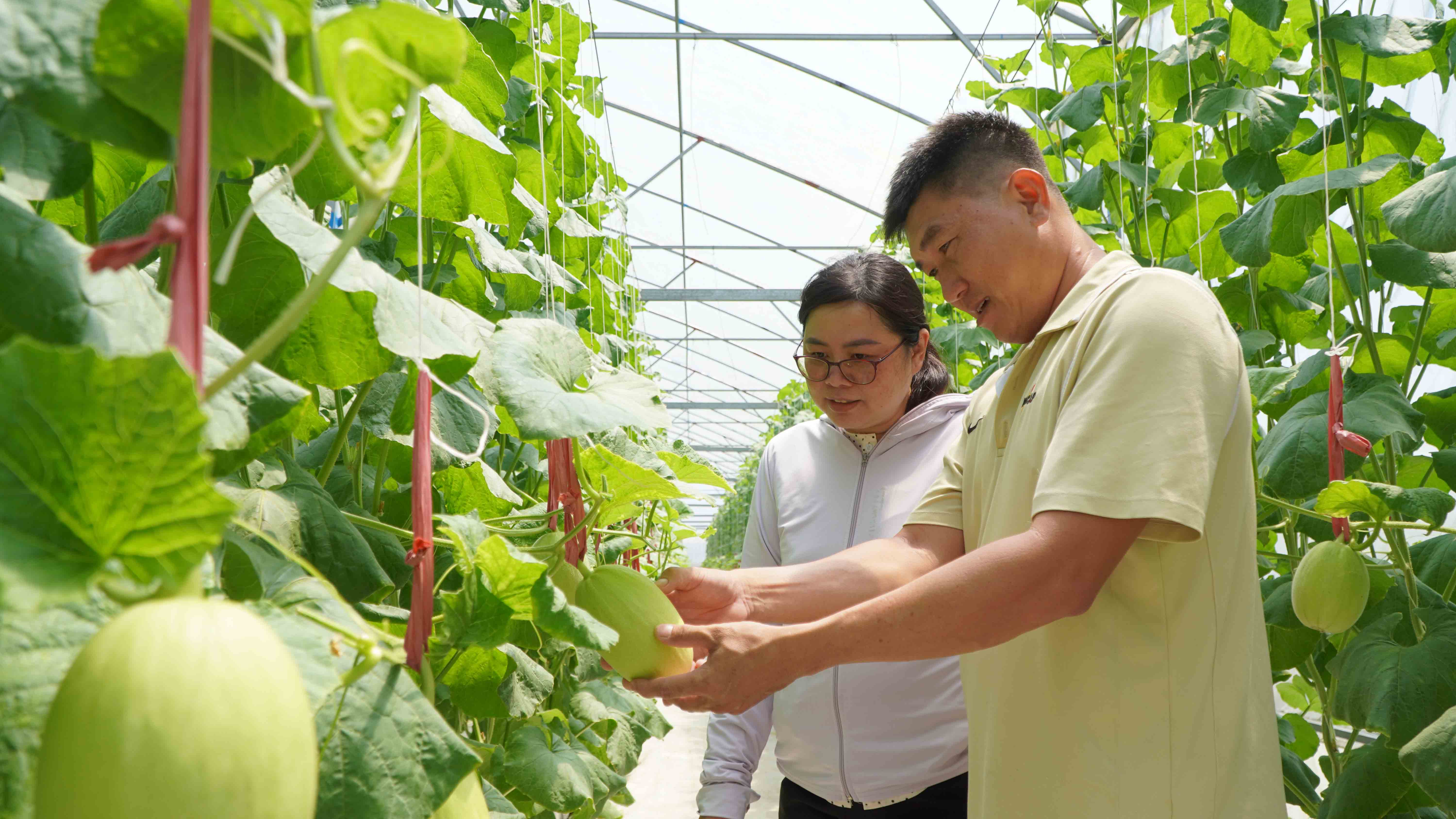 Ở lại quê lập nghiệp