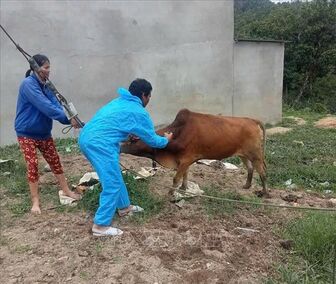 Quảng Trị ngăn nguy cơ xâm nhập virus lở mồm long móng serotype SAT1