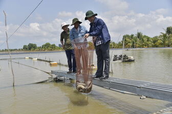 Nông dân nuôi cá, làm lúa hữu cơ thu tiền tỷ