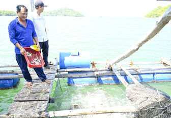 Nuôi biển khá lên