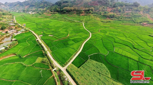 Ấn tượng cánh đồng lúa xanh mướt ở bản Hùn