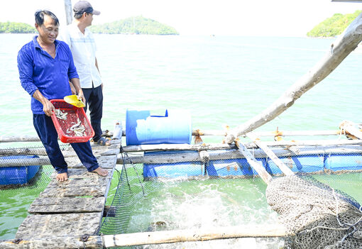 Nuôi biển khá lên