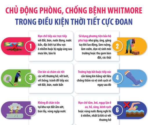 Chủ động phòng, chống bệnh Whitmore trong điều kiện thời tiết cực đoan