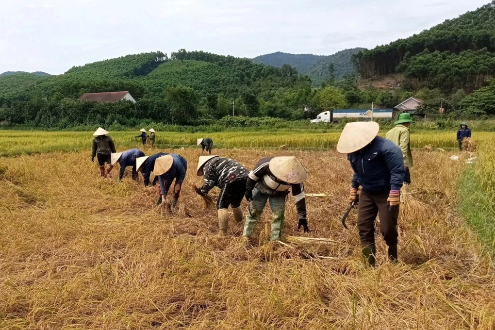 Một người đi viện, cả làng xuống đồng gặt lúa giúp