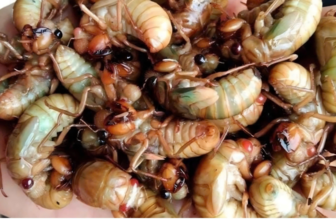 Ăn ve sầu, 9 người nhập viện do ngộ độc