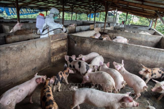 Đề xuất nhập khẩu vắc xin phòng bệnh trước nguy cơ dịch lở mồm long móng SAT1 xâm nhập Việt Nam