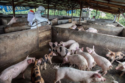 Đề xuất nhập khẩu vắc xin phòng bệnh trước nguy cơ dịch lở mồm long móng SAT1 xâm nhập Việt Nam