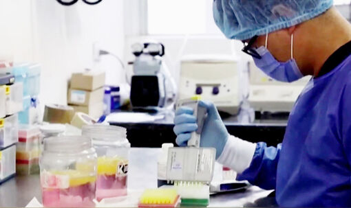 WHO điều phối ứng phó rủi ro lây lan virus Hanta