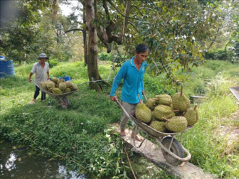 Khơi thông xuất khẩu sầu riêng từ vùng trồng đến phòng kiểm nghiệm