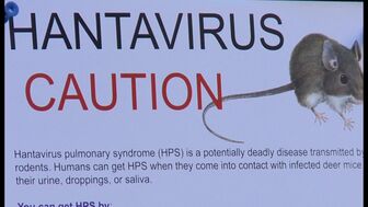 Nam Phi xác nhận chủng virus Hanta lây nhiễm chéo trên tàu du lịch