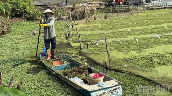 Trồng rau nhút trên sông, nông dân Cần Thơ có nguồn thu nhập ổn định