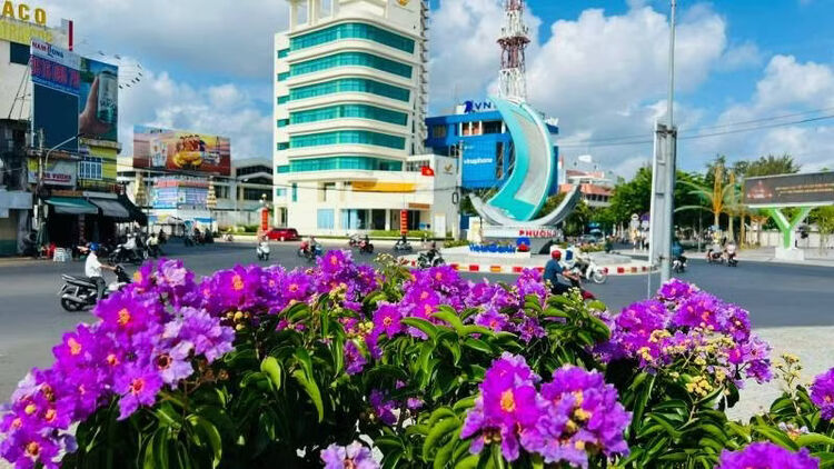 Rực rỡ mùa hoa bằng lăng tím ở Vĩnh Long