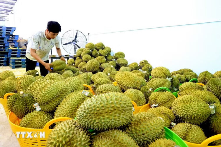 Đồng Tháp đề xuất hỗ trợ kiểm nghiệm sầu riêng, mít phục vụ xuất khẩu