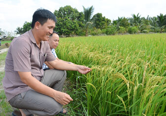 Liên kết để giữ giá lúa