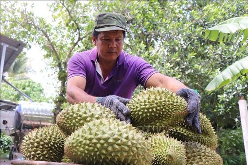 Cần Thơ gỡ khó cho ngành hàng sầu riêng