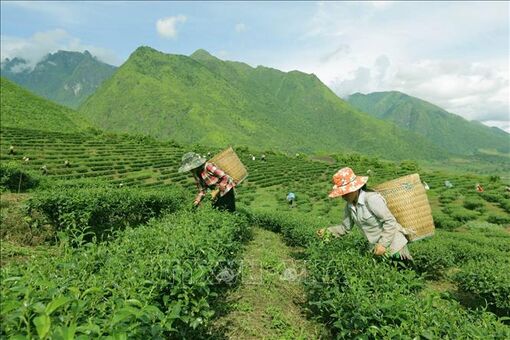 Thành lập Ban Chỉ đạo Trung ương Chương trình mục tiêu quốc gia vùng đồng bào dân tộc thiểu số và miền núi