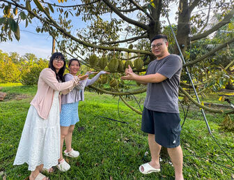 Phú Quốc vào mùa sầu riêng
