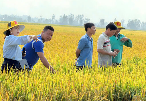 Cô Tô chuyển hướng làm lúa chất lượng cao
