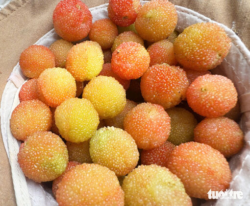 Mùa thanh mai chín rộ ở núi Ngọc Linh, chua chua, ngọt ngọt