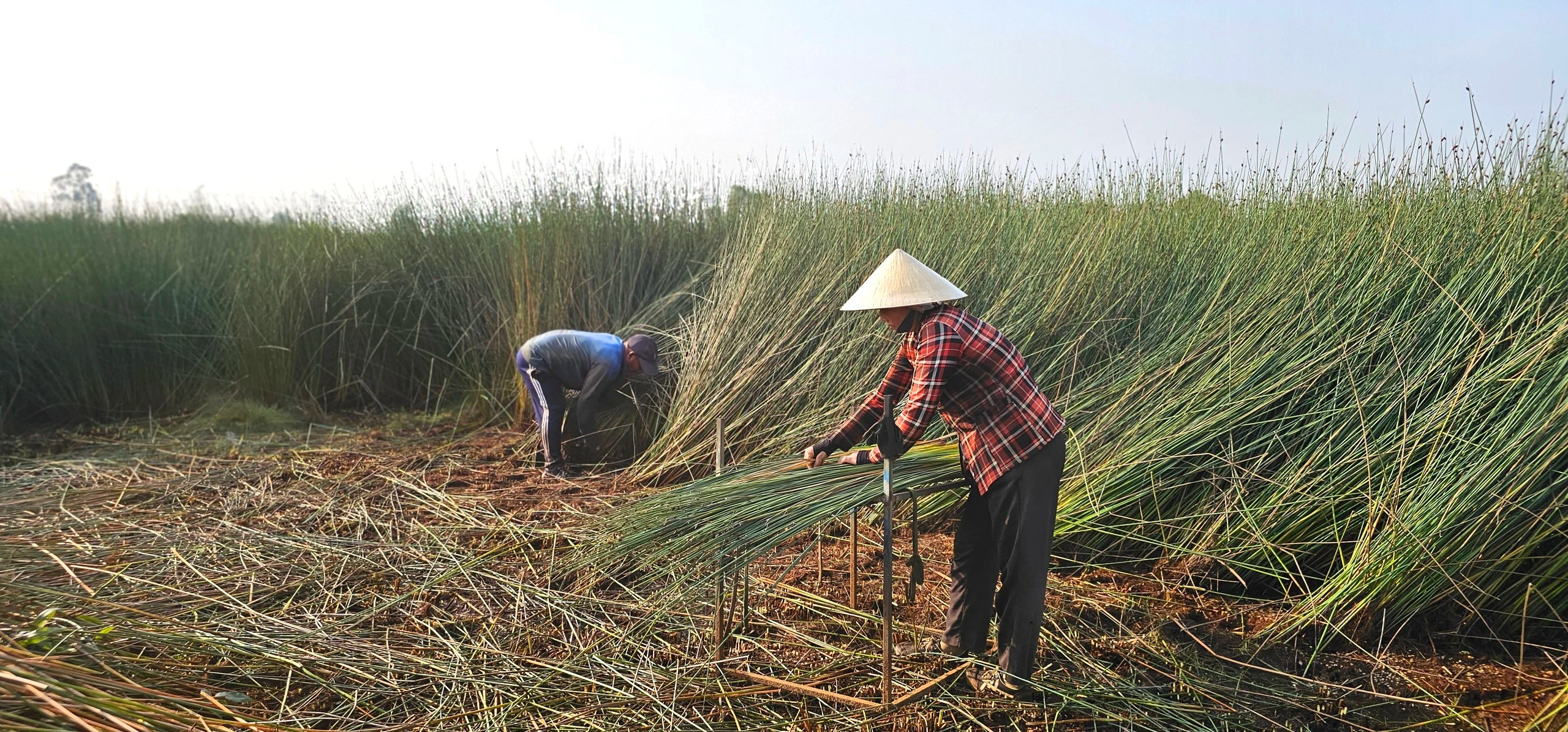 Loại cỏ chỉ ưa nước phèn, nước mặn: Đã có thời thương lái giành nhau mua