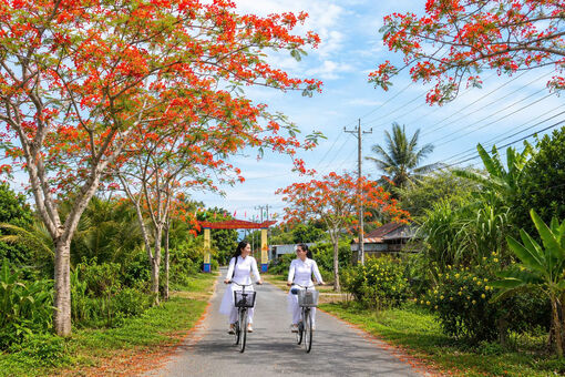 Dưới tán phượng năm nào