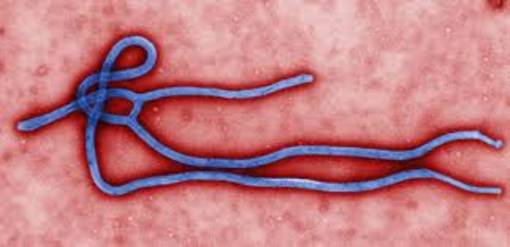 Bộ Y tế tăng cường giám sát trước nguy cơ dịch Ebola