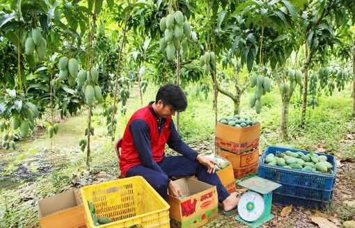 Vì sao nhiều nông sản của An Giang giảm giá mạnh?