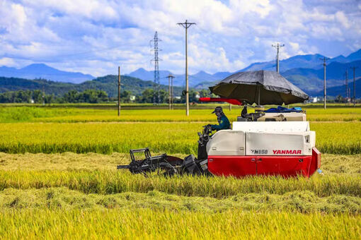 Bình yên mùa vàng nơi lòng chảo Mường Thanh, Điện Biên