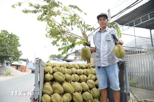 Nhiều hoạt động phong phú, đặc sắc tại Lễ hội trái cây Đồng Tháp lần đầu tiên