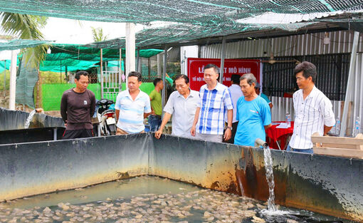 Ra mắt Tổ hội Nông dân nghề nghiệp chăn nuôi ếch xã Mỹ Đức
