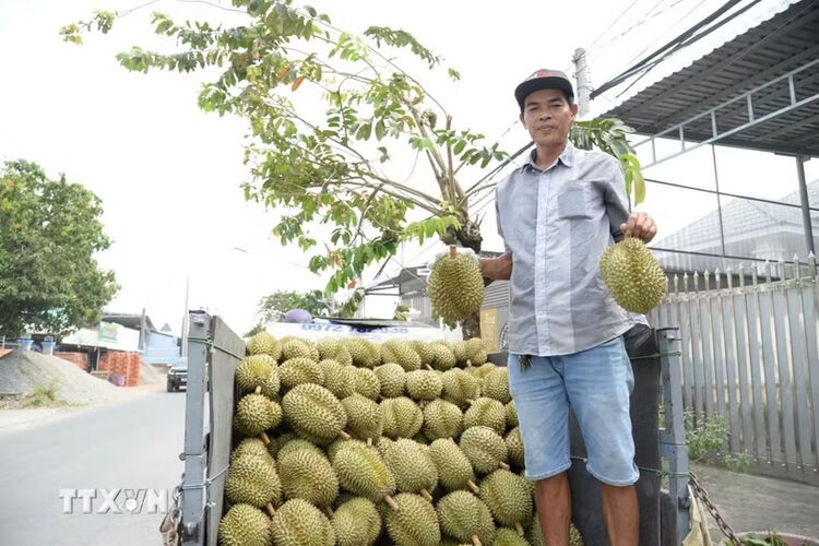 Nhiều hoạt động phong phú, đặc sắc tại Lễ hội trái cây Đồng Tháp lần đầu tiên