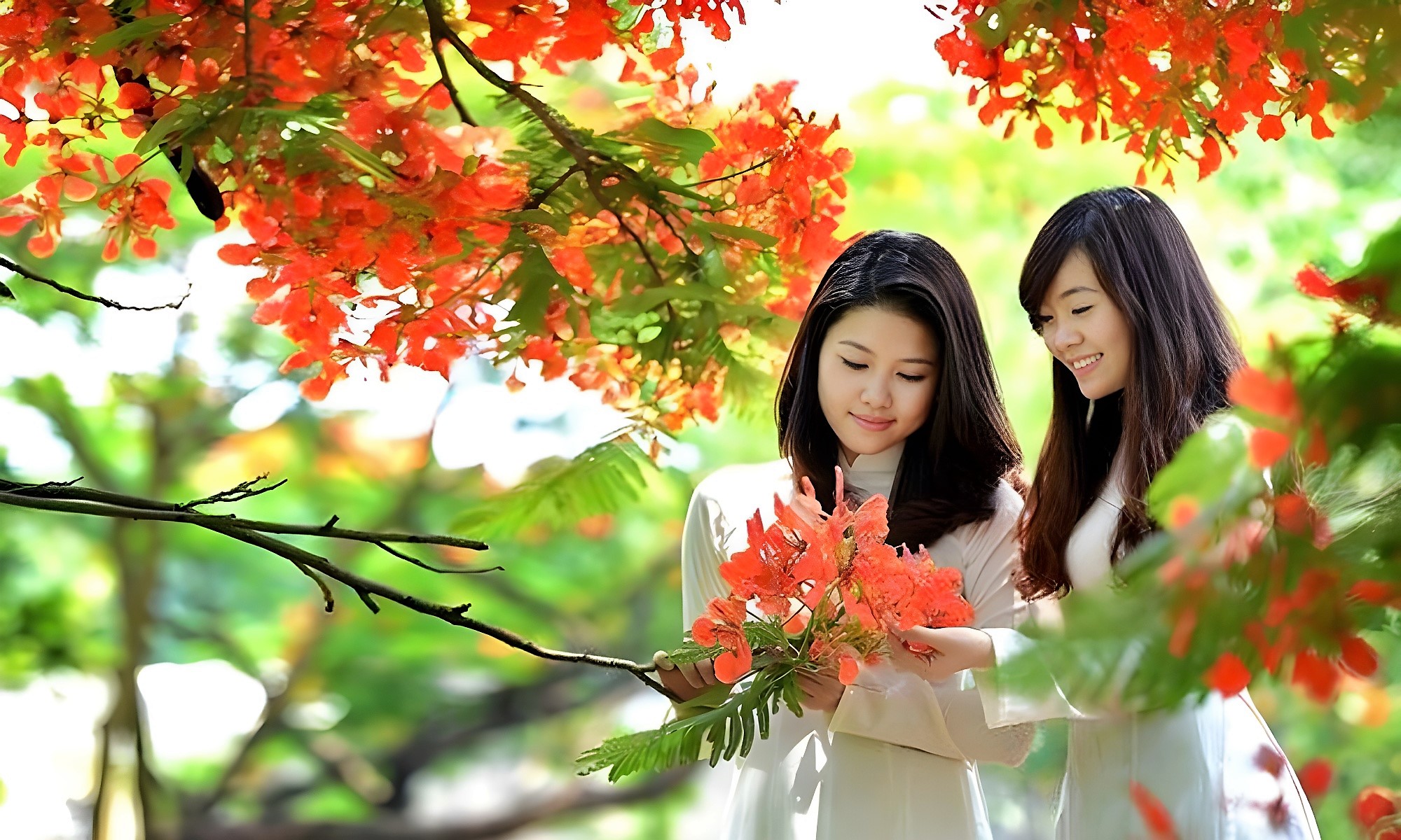 Mùa phượng đỏ tháng năm