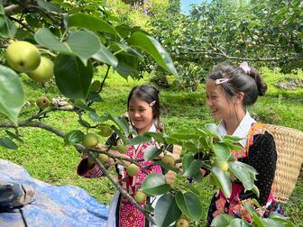 Tân Phong mùa lê ngọt