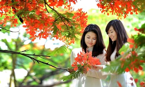 Mùa phượng đỏ tháng Năm
