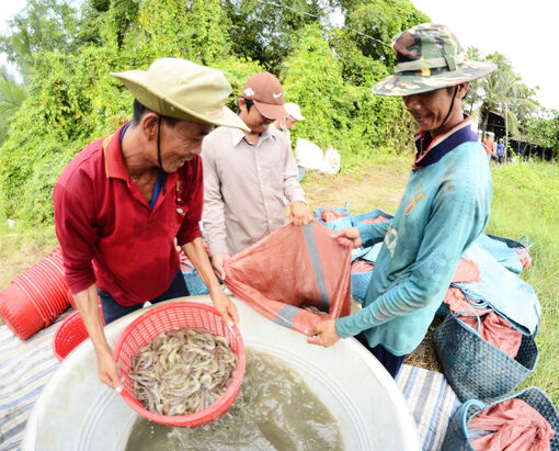 Tôm Đông Hòa đạt chuẩn ASC: Chuyện bây giờ mới kể