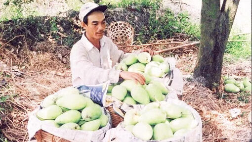Phát triển vùng chuyên canh cây ăn trái đặc sản