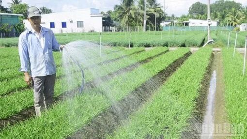 Trồng rau hẹ giúp người dân Vĩnh Long ổn định cuộc sống