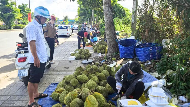 Cần Thơ: Nông dân loay hoay tìm đầu ra cho hàng sầu riêng