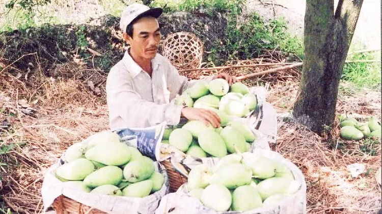 Phát triển vùng chuyên canh cây ăn trái đặc sản